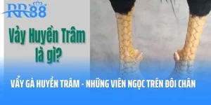 Bí Ẩn Vẩy Gà Huyền Trâm - Những Viên Ngọc Trên Đôi Chân Gà